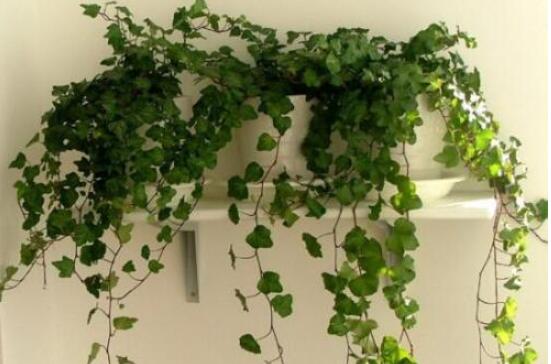 常春藤水培怎么生根快，教你六大方法快速生根