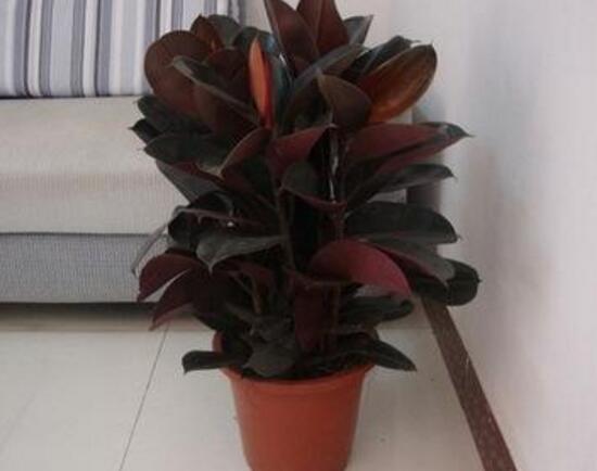 橡皮樹對人身體有害嗎，橡皮樹的作用和功效