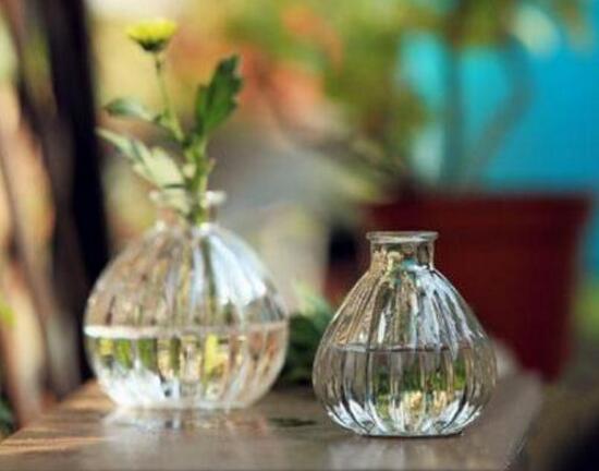 康乃馨怎么水養(yǎng)，康乃馨水培生根步驟圖