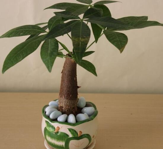 發(fā)財樹盆栽怎么養(yǎng)，小發(fā)財樹盆景圖片大全