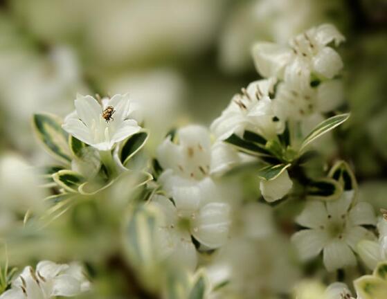 六月雪用什么土栽培好，結(jié)構(gòu)疏松、排水透氣、富含腐殖質(zhì)沙質(zhì)土壤最佳