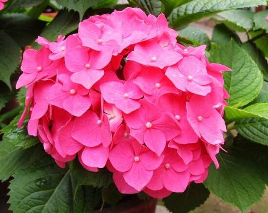 繡球花有哪些品種，繡球花品種圖片大全