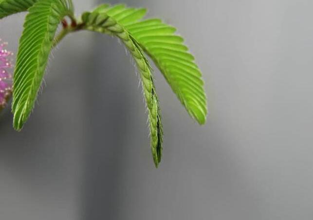 含羞草夏天能播種嗎，不能種/只能在春秋兩季栽種