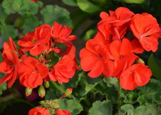 天竺葵怎么養(yǎng)，天竺葵養(yǎng)殖方法