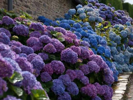 繡球花的功效與作用，盤點(diǎn)繡球花六大功效與作用