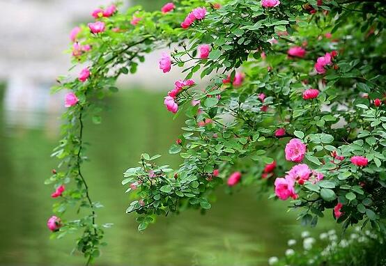 薔薇花怎么不開花，教你三種原因以及解決方法