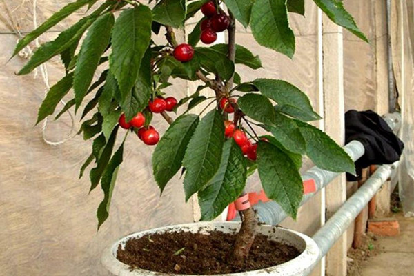 盆栽車厘子種植技術(shù)，品種和土壤的選擇非常重要