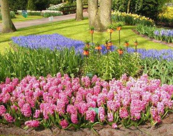 家里養(yǎng)風(fēng)信子好嗎，好/美化家居環(huán)境、凈化空氣