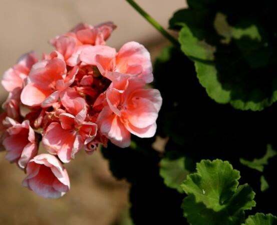 天竺葵和繡球的區(qū)別，教你三種最直接有效分辨方法