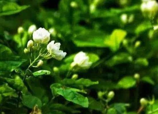 茉莉花什么時(shí)候修剪整枝最好，春秋生長(zhǎng)期、春季前休眠期修剪最好
