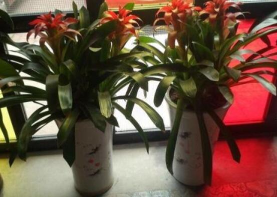 鴻運(yùn)當(dāng)頭開花后怎么辦，及時修剪殘花/分株繁殖