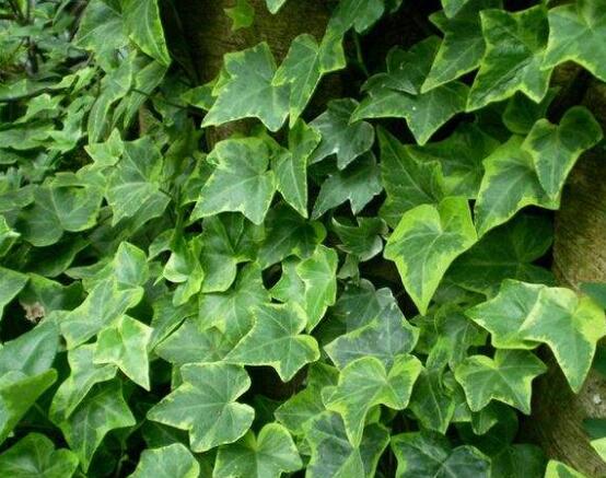 常春藤的水培方法，四個步驟讓你的常春藤郁郁蔥蔥