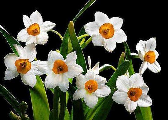 水仙花的葉子有毒嗎，誤食導(dǎo)致嘔吐、腹痛(全株有毒)