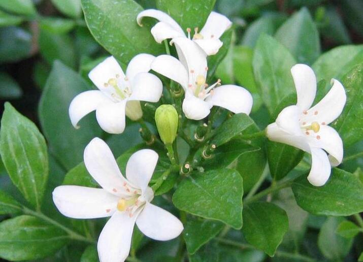 九里香的養(yǎng)殖方法和修剪，光照土壤要嚴(yán)控