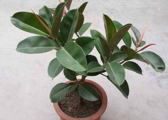 橡皮樹對人身體有害嗎，橡皮樹的作用和功效