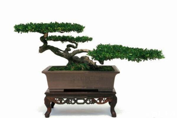 六月雪怎樣提根，六月雪盆景提跟技巧介紹