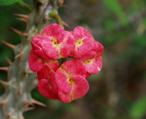 虎刺梅掉葉子怎么辦，四種原因以及解決方法
