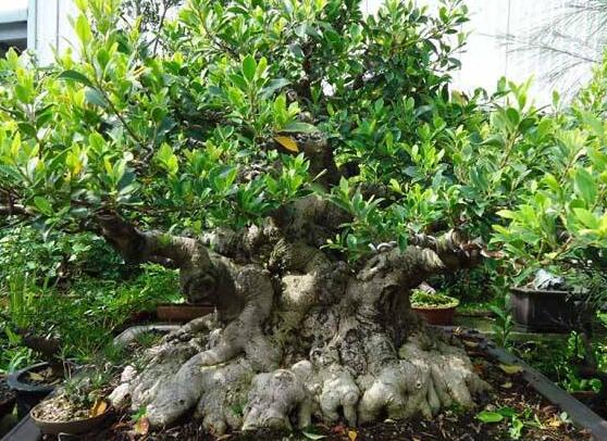 榕樹可以水培嗎，榕樹水培方法