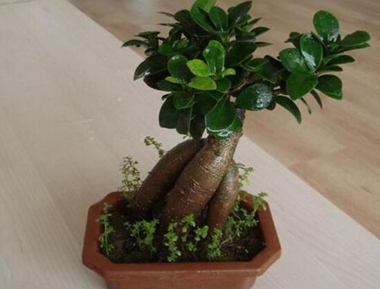 小榕樹盆景怎么養(yǎng)，盆景小榕樹養(yǎng)殖方法