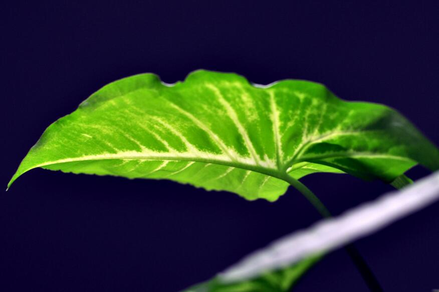 綠蘿施肥方法，最好施加氮肥為主的肥料