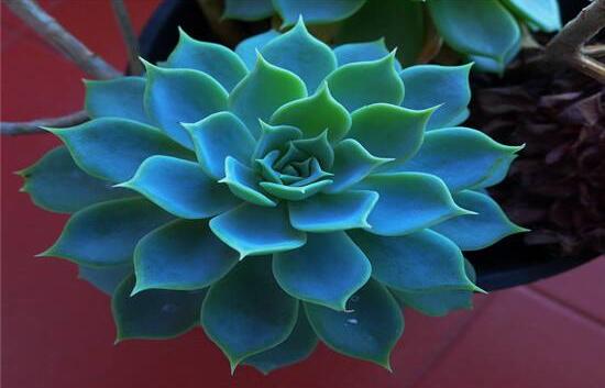 寶石花怎么繁殖，老農(nóng)總結(jié)四種繁殖方法(播種繁殖簡單易學(xué))