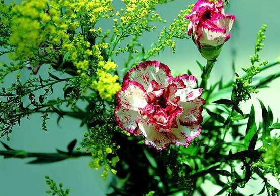 康乃馨鮮花怎么保鮮，七個基本方法方可百日鮮