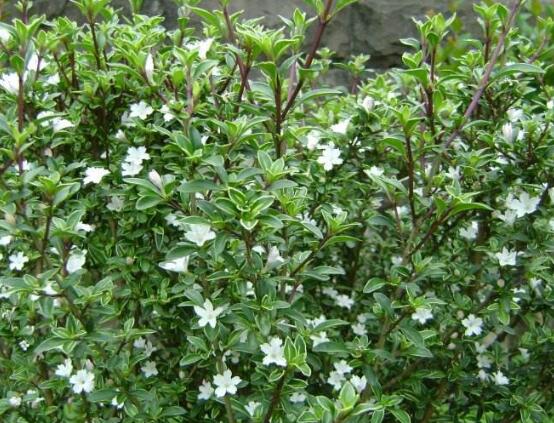 六月雪盆景怎么養(yǎng)，六月雪盆景養(yǎng)殖方法