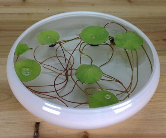 銅錢草可以放魚缸里嗎，銅錢草水培方法