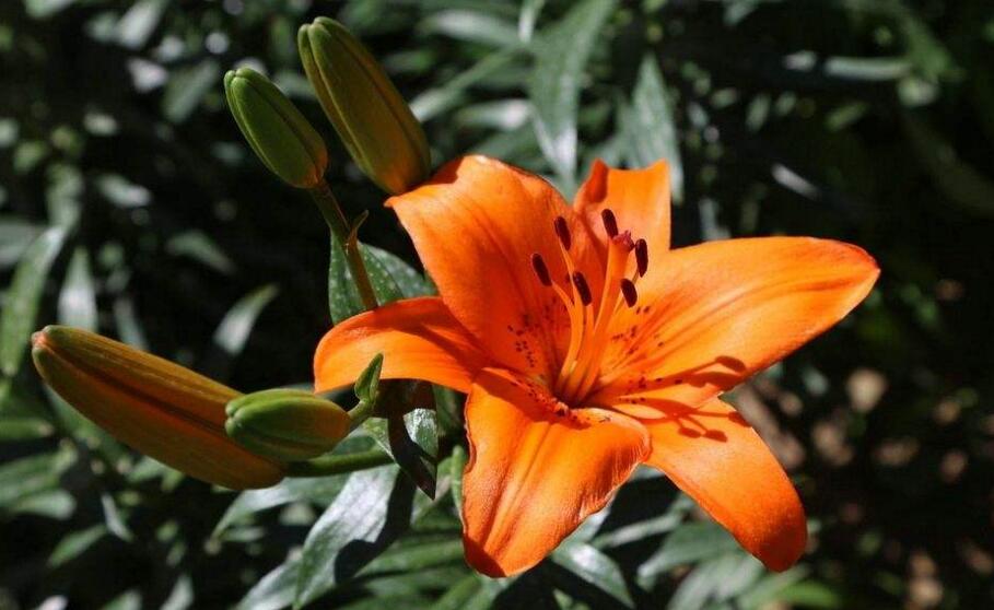 買來(lái)的百合花怎么養(yǎng)，需要適合的土壤和澆水