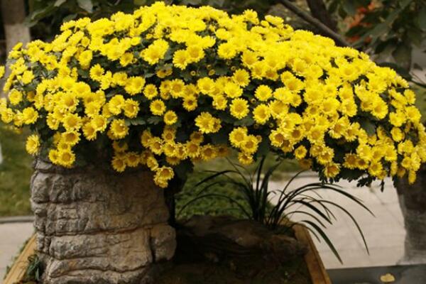 室內(nèi)適合養(yǎng)菊花嗎，可以養(yǎng)殖但要注意花頭有毒