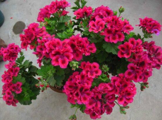 天竺葵的花語(yǔ)，象征著偶然的相遇、幸福就在你身邊