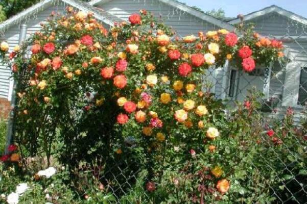 月季花掉葉子怎么回事，原因以及解決方法