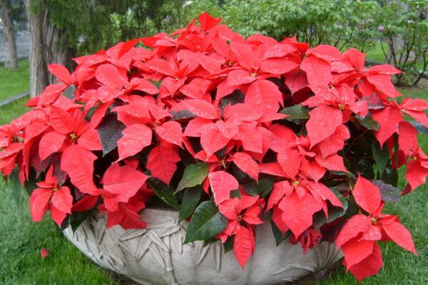 一品紅可以放在客廳嗎，凈化空氣室內(nèi)觀賞