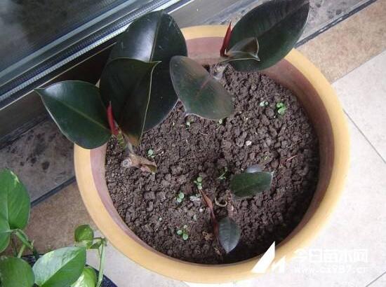 橡皮樹怎么繁殖，橡皮樹繁殖方法