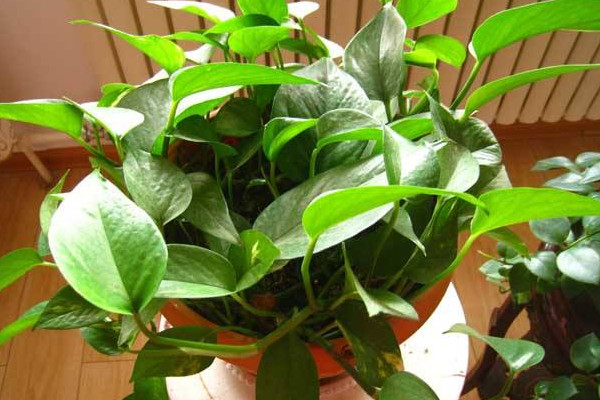 綠蘿冬天怎么澆水，在午間溫暖環(huán)境中灌溉