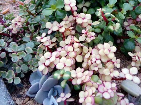 雅樂(lè)之舞怎么修剪，流枝修剪最為簡(jiǎn)單(應(yīng)用廣泛)