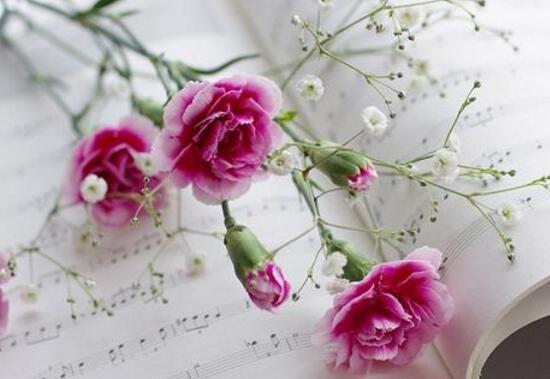 康乃馨有毒嗎，康乃馨能養(yǎng)在臥室嗎