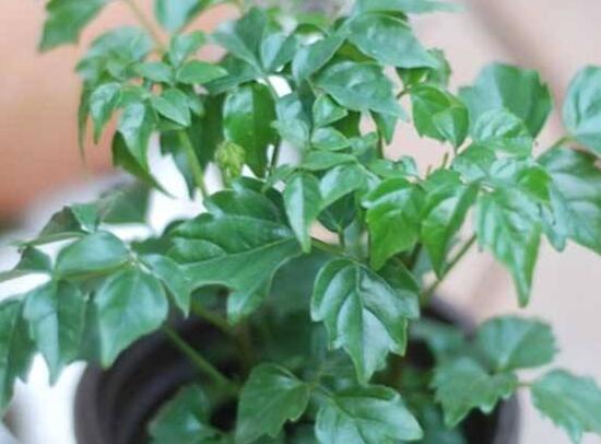 幸福樹有哪些病蟲害，幸福樹的病害及其防治