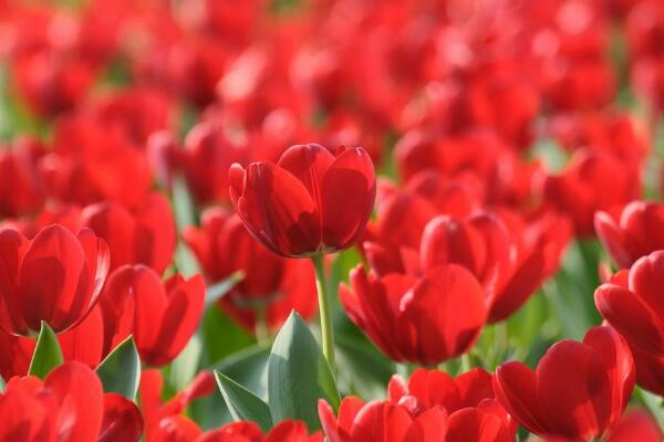 郁金香可以水培嗎，郁金香水培方法