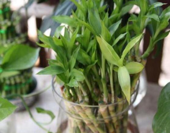 富貴竹怎么施肥，教你兩種養(yǎng)殖施肥方法(水培與土培)