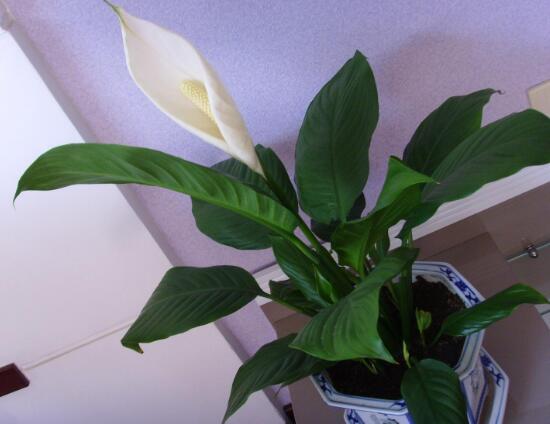 一帆風順的品種有哪些，一帆風順花品種圖片大全