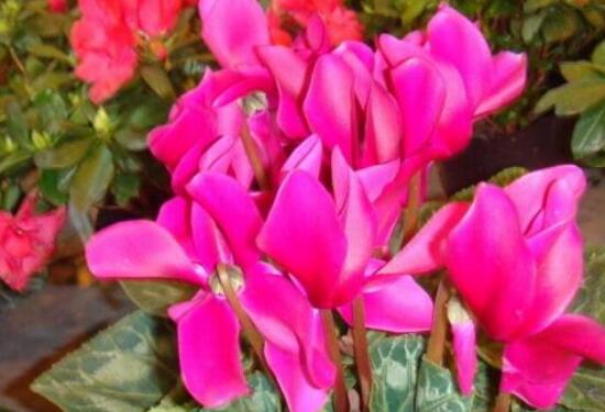 仙客來(lái)花有毒嗎，孕婦可以養(yǎng)仙客來(lái)嗎/可以僅供觀賞