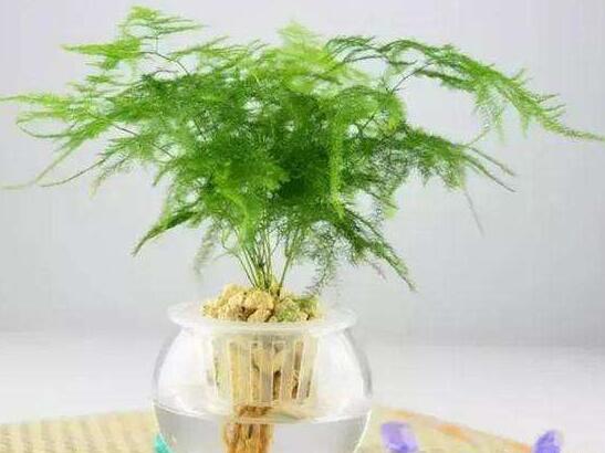 文竹的花語是什么，文竹開花寓意什么兆頭