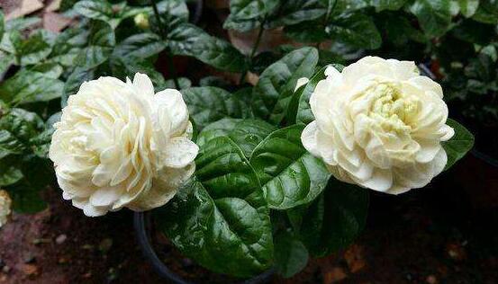 茉莉花品種，茉莉花最受歡迎八大品種