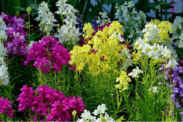 金魚草花語是什么，活潑熱鬧、清純