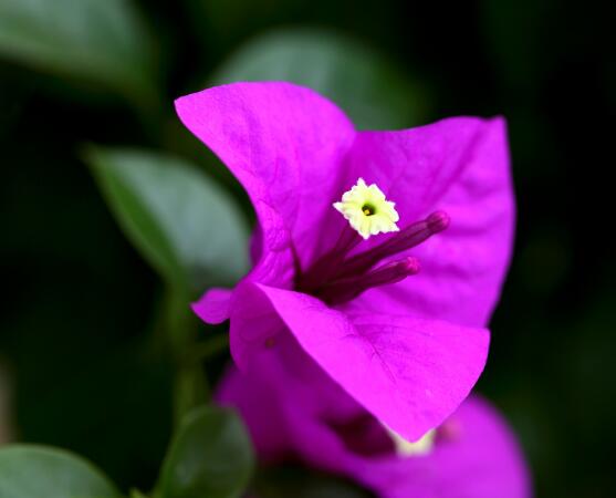 三角梅葉子發(fā)黃怎么辦，四種原因以及解決辦法