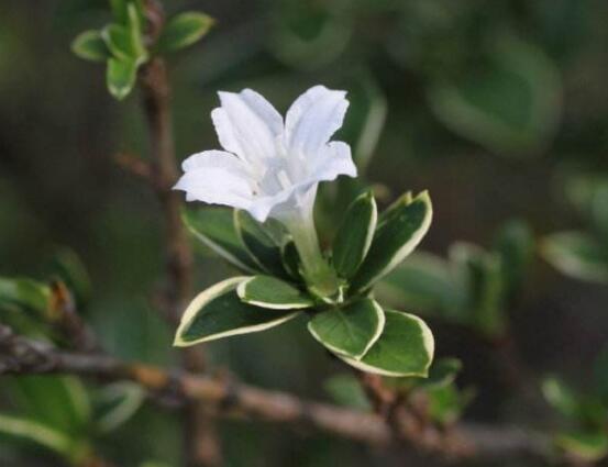 六月雪的品種，盤點六月雪最受歡迎的三大品種