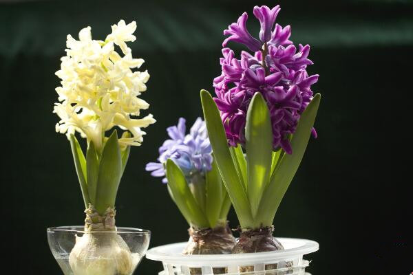 風(fēng)信子可以放在臥室養(yǎng)嗎，不建議在臥室養(yǎng)殖（會(huì)造成多種不適）