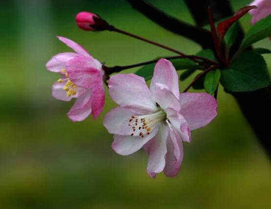 為什么說海棠花不吉利，純屬一種迷信謠言(無科學(xué)依據(jù))