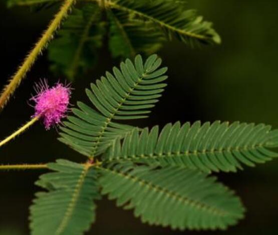 含羞草為什么會害羞呢，原理為葉子膨壓作用(葉柄所含水分)